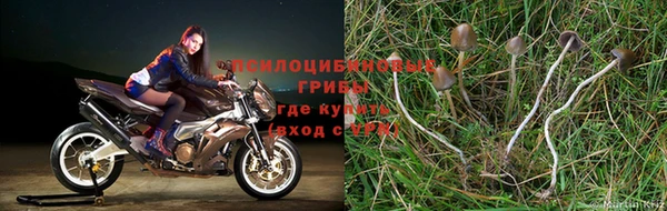PSILOCYBIN Богданович