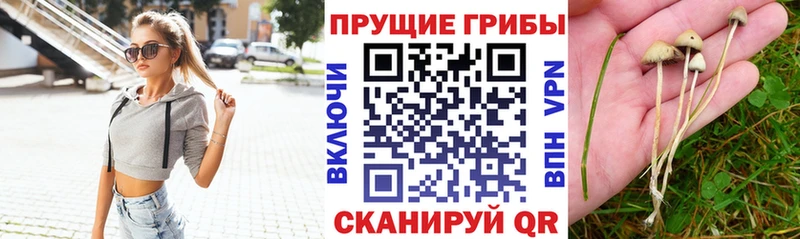Псилоцибиновые грибы ЛСД маркетплейс наркотические препараты Острогожск